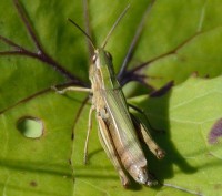 /album/papilio/gr%c3%b8nn-markgresshoppe-jpg/